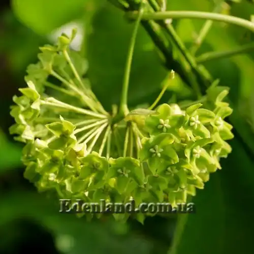 Изображение Дрежея вьющаяся - Dregea volubilis