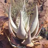 Изображение Алоэ Чаба́удии   - Aloe chabaudii