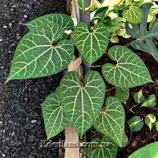 Изображение Аристолохия беложильчатая  - Aristolochia leuconeura