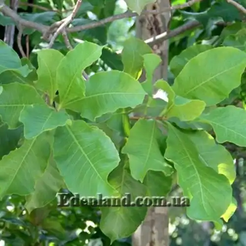 Изображение Карея древесная - Careya arborea