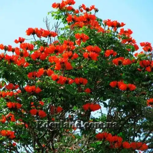 Изображение Спатодея колокольчатая - Spathodea campanulata