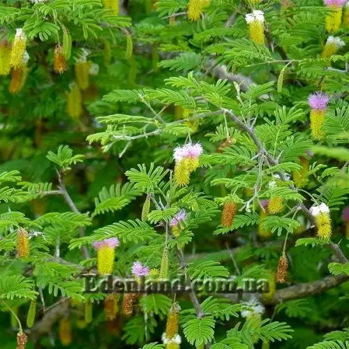 Зображення Дихростахіс попелястий - Dichrostachys cinerea