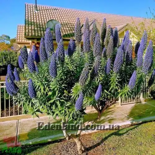 Изображение Эхиум белеющий - Echium candicans