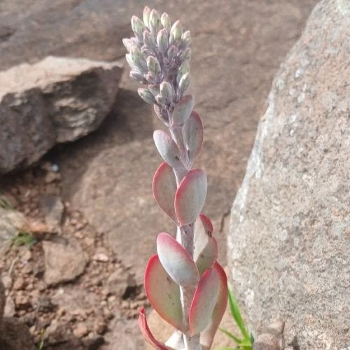 Зображення Каланхое Лусія - Kalanchoe luciae