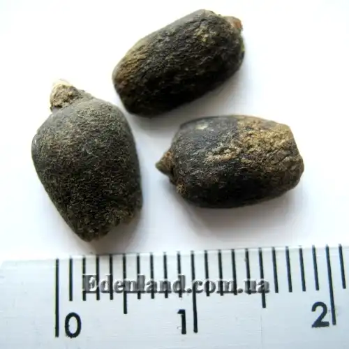 Изображение семена аморфофаллуса