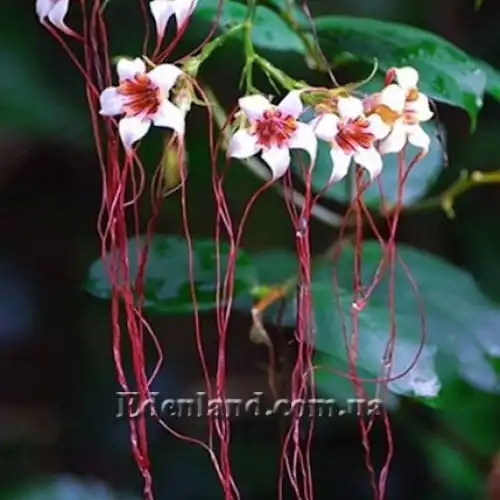 Изображение Строфантус Петерса  - Strophanthus petersianus