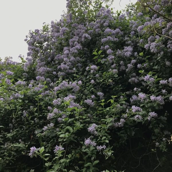 Зображення Пасльон кучерявий - Solanum crispum