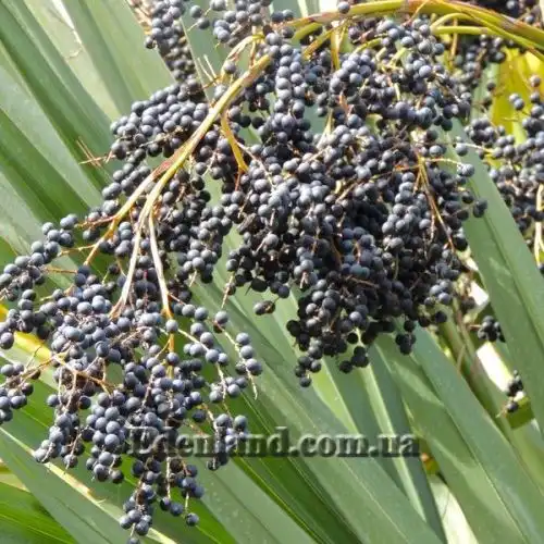 Зображення Сабаль малий - Sabal minor