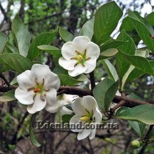 Зображення Тамілнадія болотна - Tamilnadia uliginosa