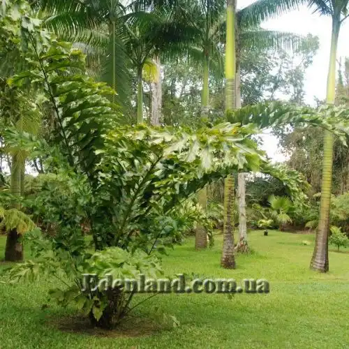 Изображение Валличия (валлихия) продолговатолистная - Wallichia oblongifolia