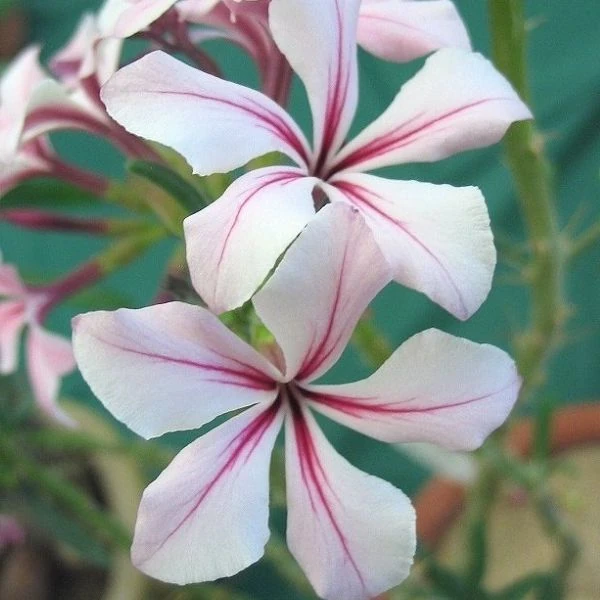 Зображення Пахіподіум сукулентний  - Pachypodium succulentum 