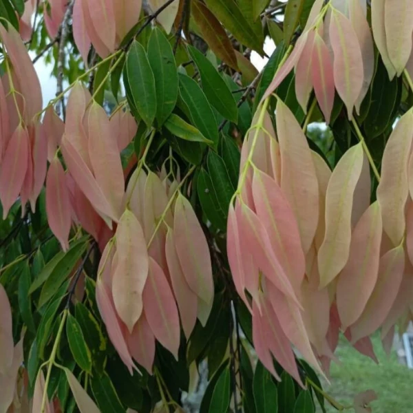 Зображення Мезуя залізна - Mesua ferrea 