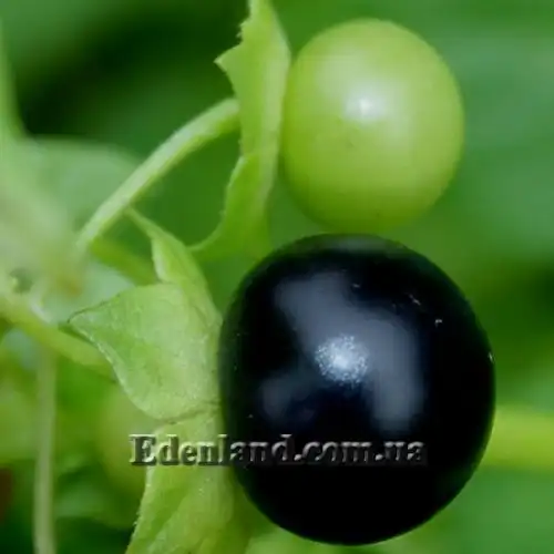 Изображение Джалтомата лежачая  - Jaltomata procumbens