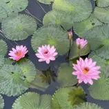 Изображение Нимфея (Кувшинка) опушенная розовая  - Nymphaea pubescens 'Pink'