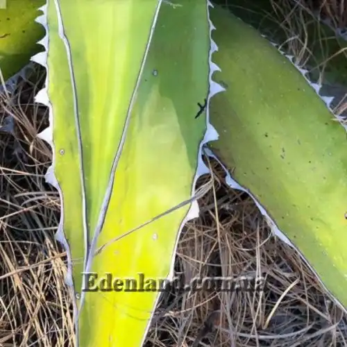 Изображение Агава крупнозубчатая - Agave megalodonta