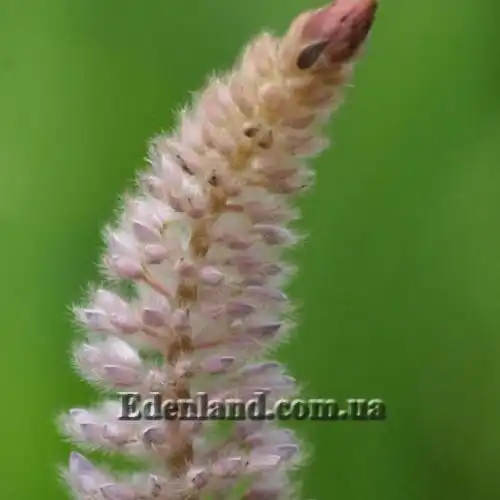 Изображение Урария волосатая - Uraria crinite