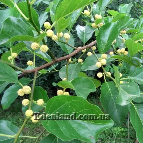 Изображение Кудрания триостренная - Cudrania tricuspidata 