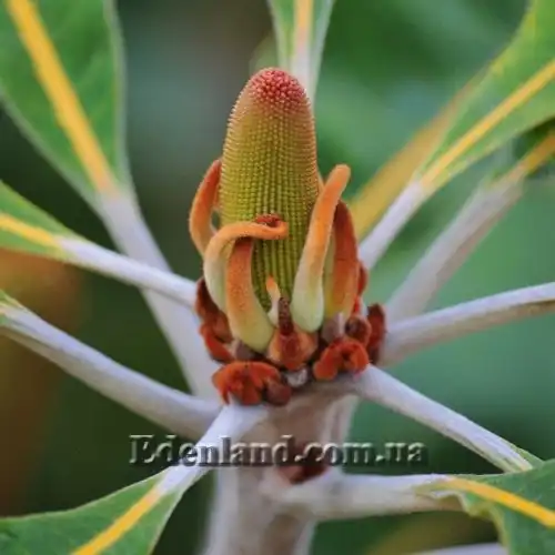 Изображение Банксия мощная - Banksia robur