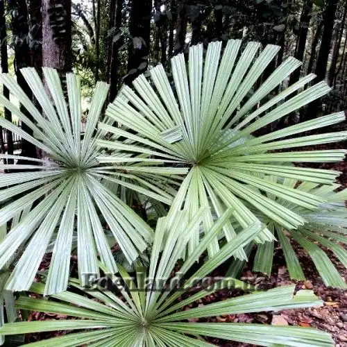 Изображение Ликуала колючая - Licuala spinosa