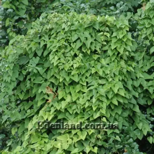 Изображение Диоскорея полистахия, Ямс - Dioscorea polystachya 