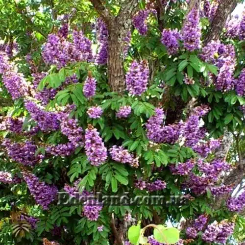 Зображення Мілетія велика - Millettia grandis