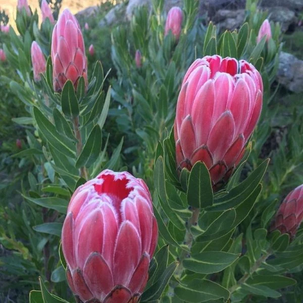 Зображення Протея компактна - Protea compacta 