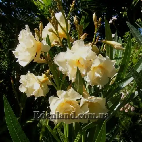 Изображение желтый