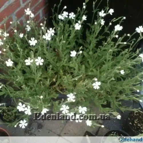 Изображение Смолёвка капская - Silene Capensis