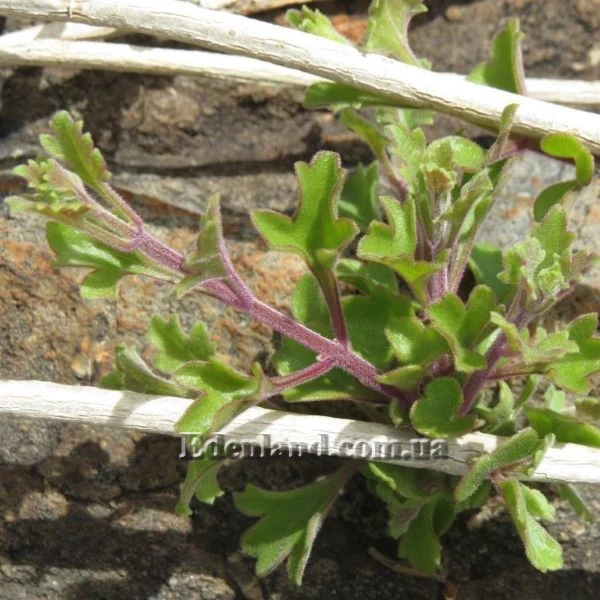 Изображение Буттония великолепная  - Buttonia superba