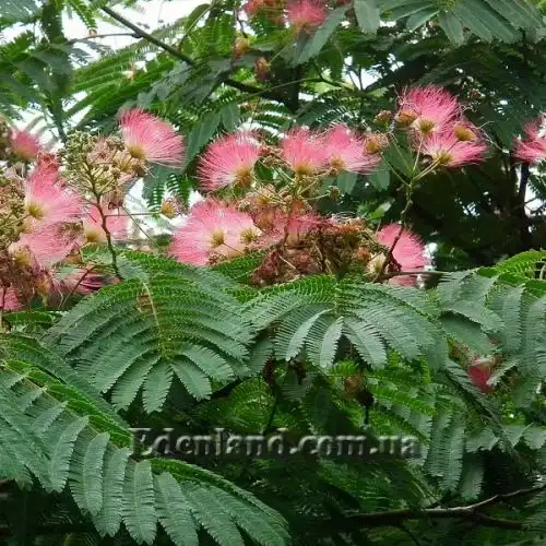 Зображення Альбіція шовкова (рожева) - Albizia julibrissin var. rosea