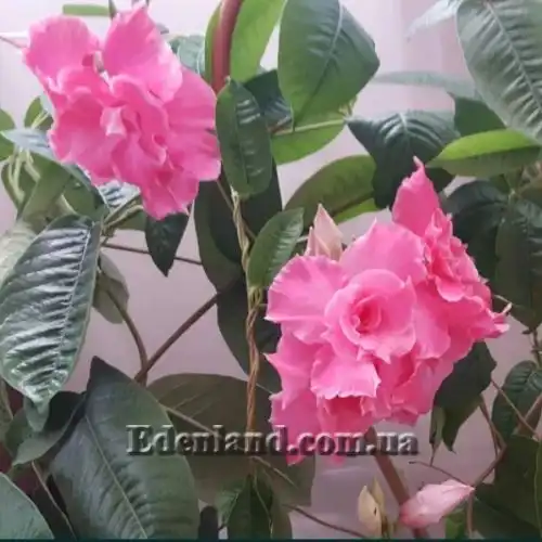 Изображение Мандевилла приятная - Mandevilla amabilis 