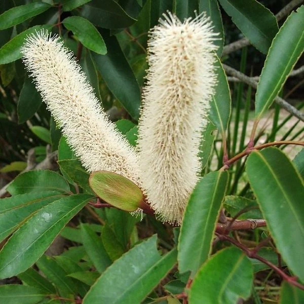 Изображение Кунония капская  - Cunonia capensis 