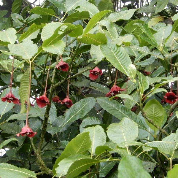 Зображення Палікурея Корреа - Palicourea correae  