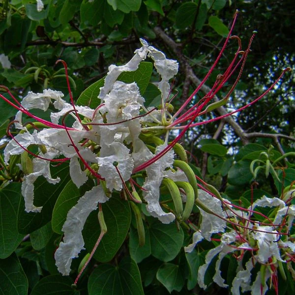 Зображення Баухінія Петерсона - Bauhinia petersiana