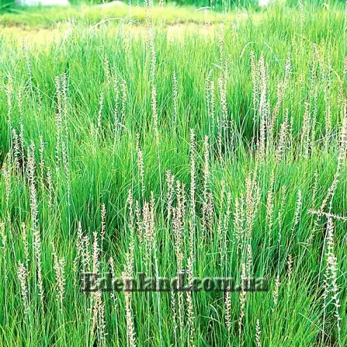 Изображение Анемаррена асфоделовидная - Anemarrhena asphodeloides