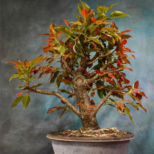 Зображення Фікус величезний - Ficus ingens 