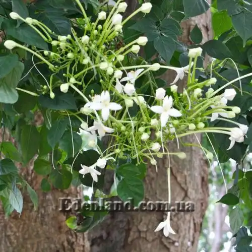 Изображение Миллингтония садовая - Millingtonia hortensis 