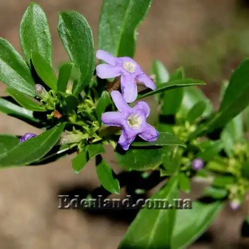 Изображение Фрейлиния тропическая - Freylinia tropica