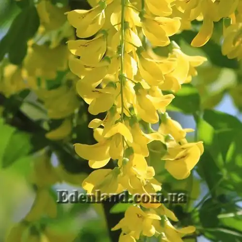 Изображение Лабурнум анагиролистный - Laburnum anagyroides