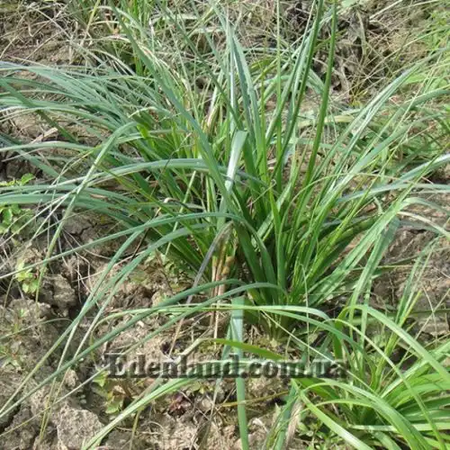 Изображение Анемаррена асфоделовидная - Anemarrhena asphodeloides