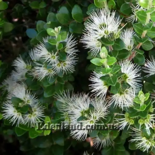 Зображення цветы