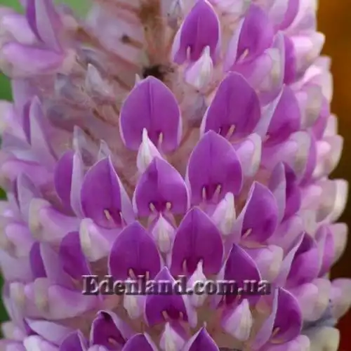 Изображение Урария волосатая - Uraria crinite