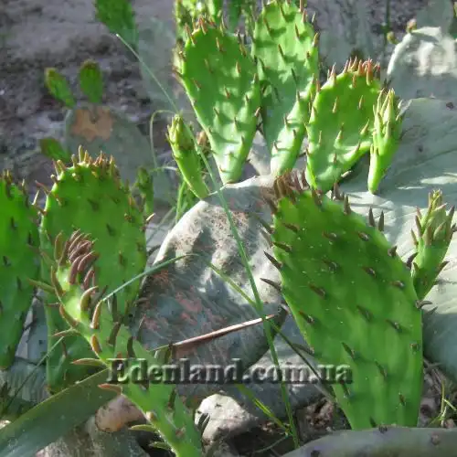 Зображення Опунція стисла - Оpuntia compressa