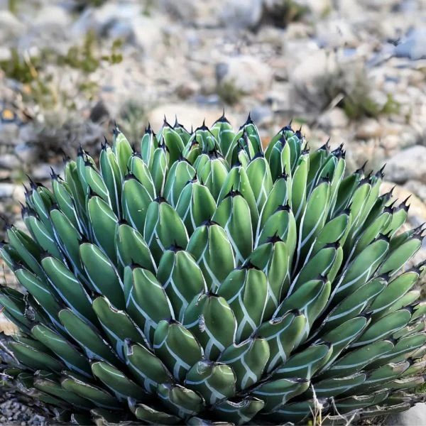 Изображение Агава Никельс  - Agave nickelsiae