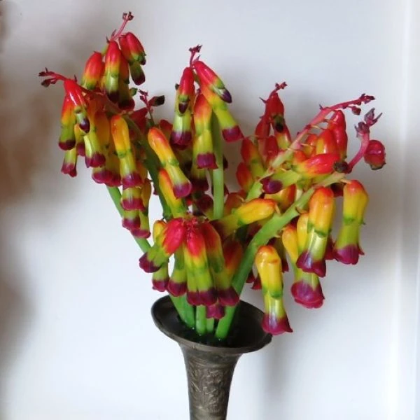 Изображение Лахеналия четырехцветная  - Lachenalia quadricolor