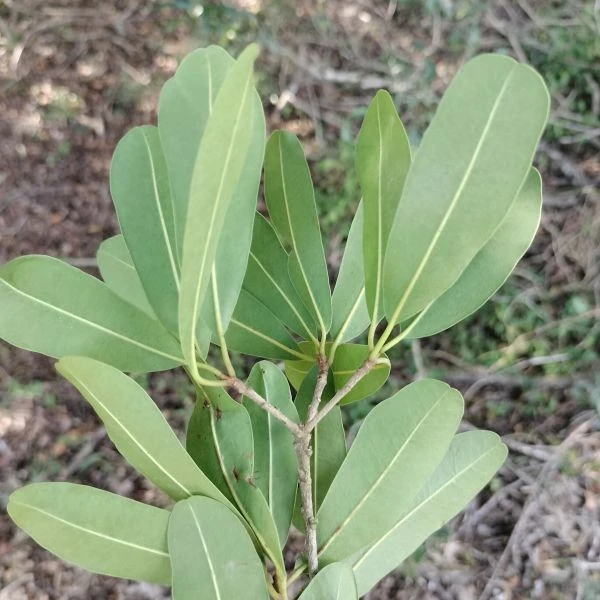 Изображение Манилкара одноцветная  - Manilkara concolor
