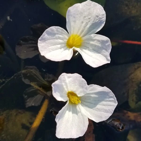 Зображення Оттелія частухоподібна - Ottelia alismoides 