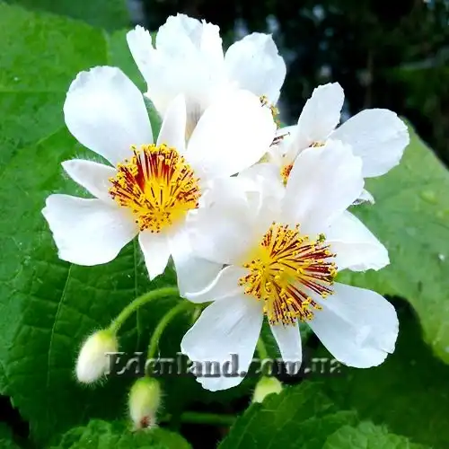 Изображение Спаррманния африканская - Sparrmannia Africana