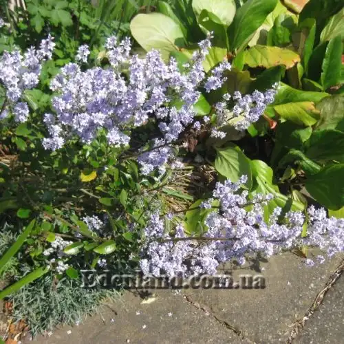 Изображение Вероника Халка - Veronica hulkeana