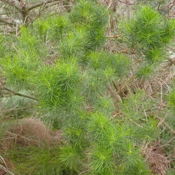 Зображення Псоралея деревовидна - Psoralea arborea